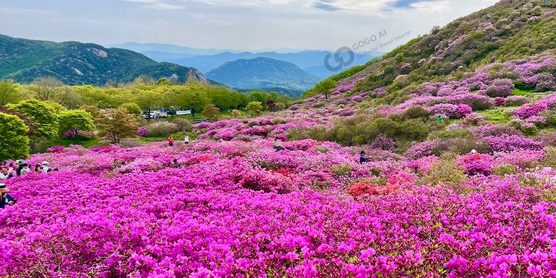hwangmaesan spring 2025